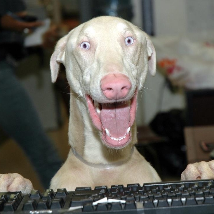 Linnie, a Adoptable Doberman Pinscher in Beverly Hills, CA image 2/5