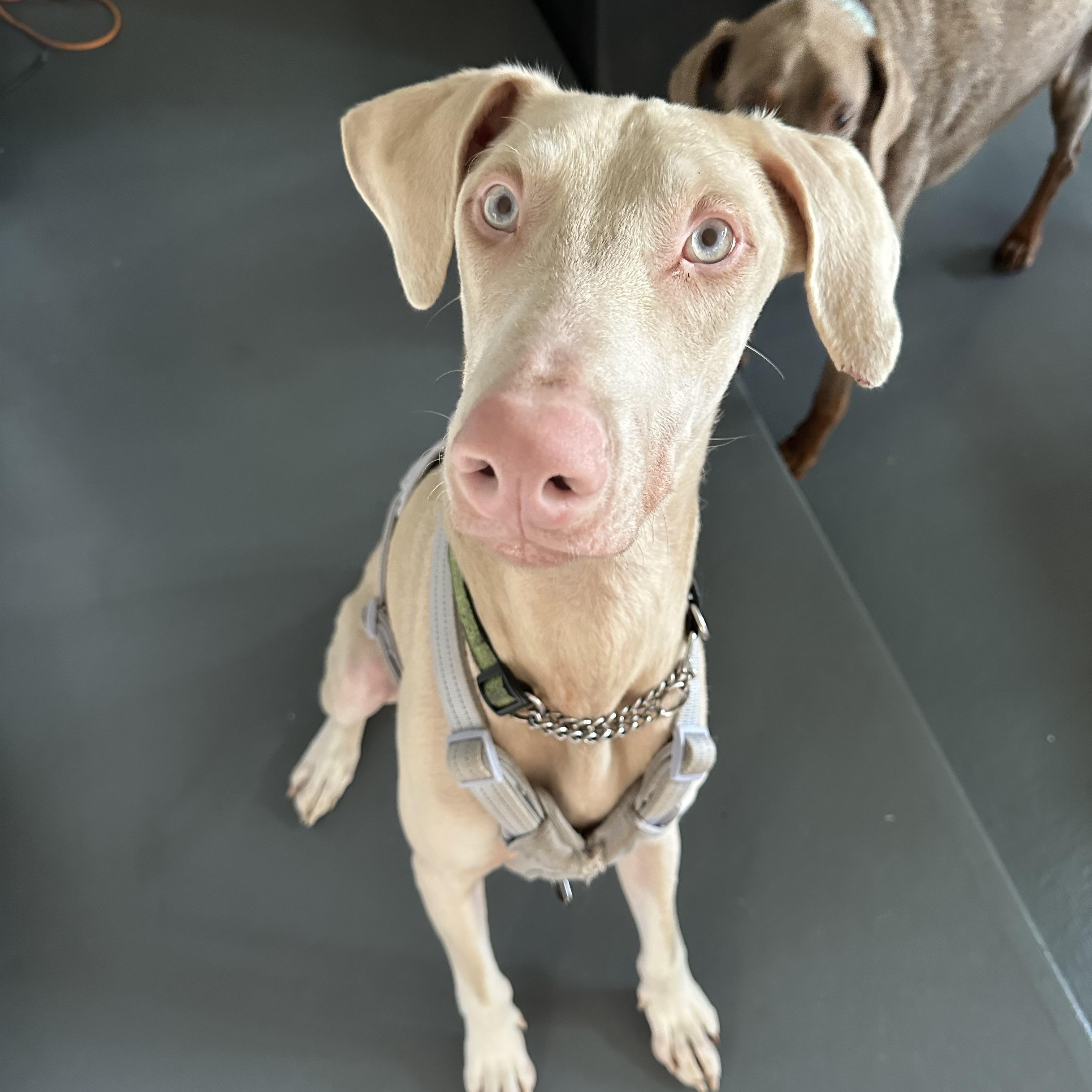 Linnie, a Adoptable Doberman Pinscher in Beverly Hills, CA image 3/5