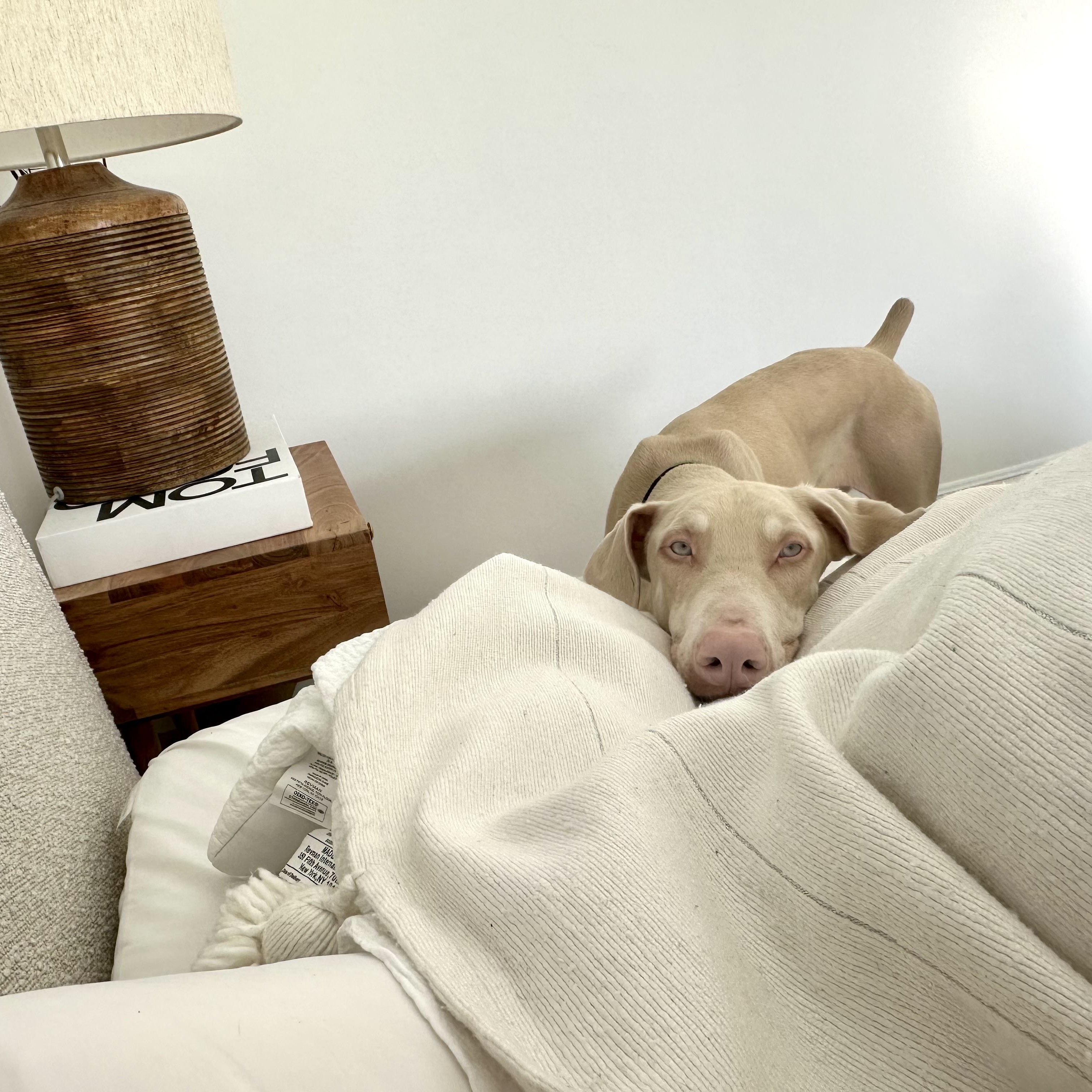 Linnie, a Adoptable Doberman Pinscher in Beverly Hills, CA image 5/5