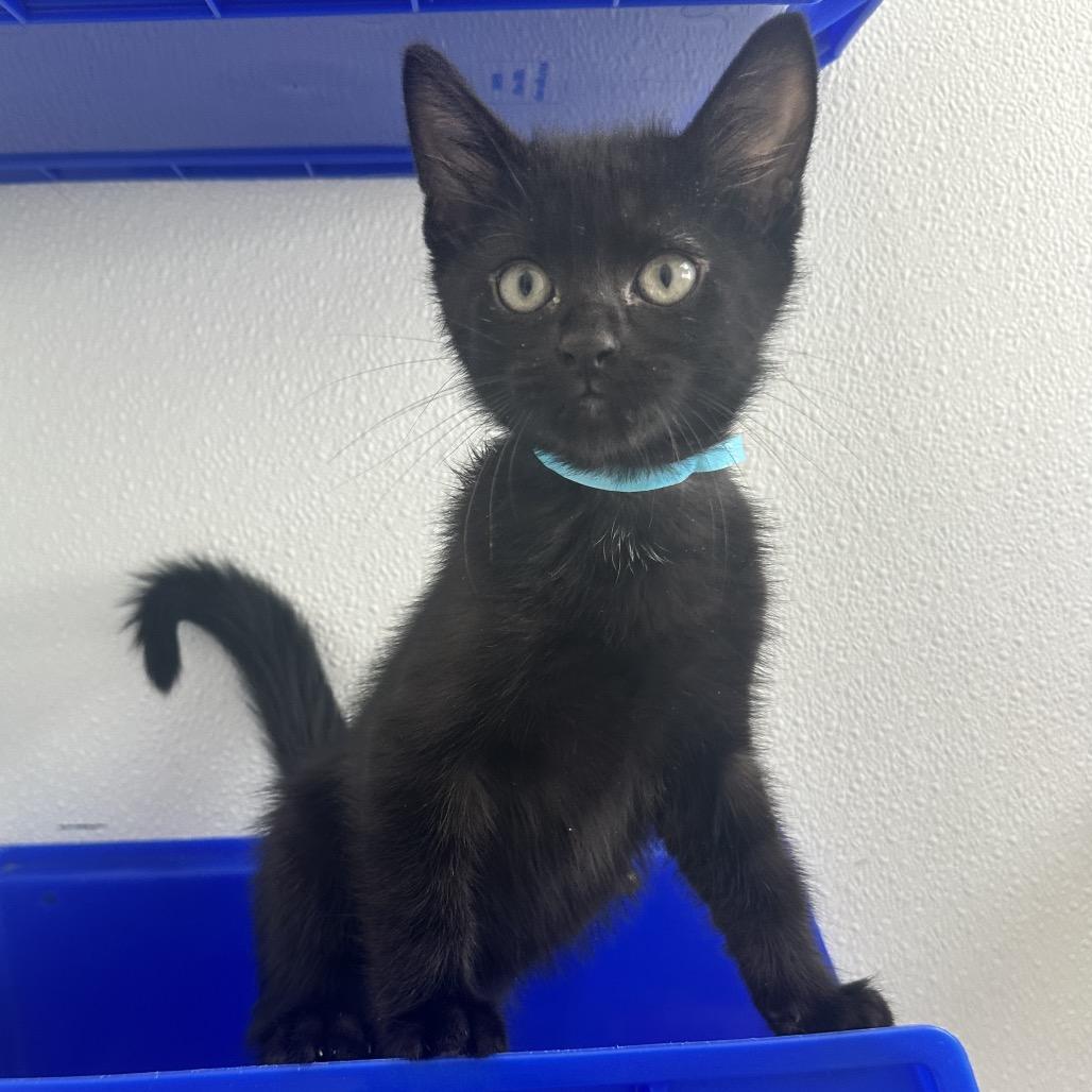 Knight LR7, Adoptable, Kitten Male Domestic Short Hair.