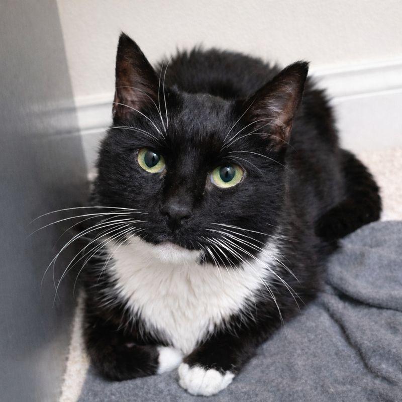 Enlarge Odie, a Adoptable Domestic Short Hair in Hopkinton, MA image 1/3