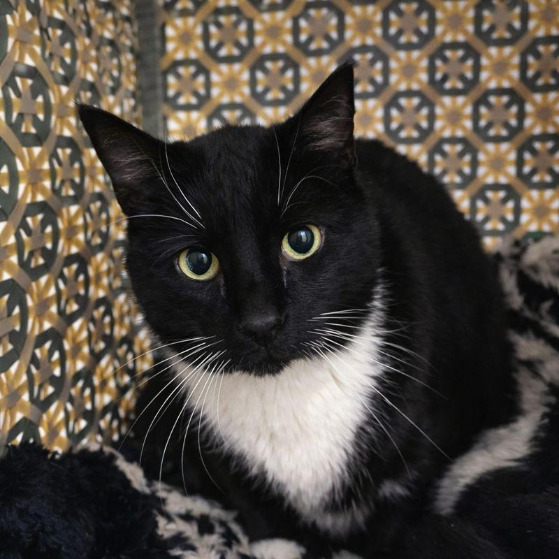 Enlarge Odie, a Adoptable Domestic Short Hair in Hopkinton, MA image 2/3