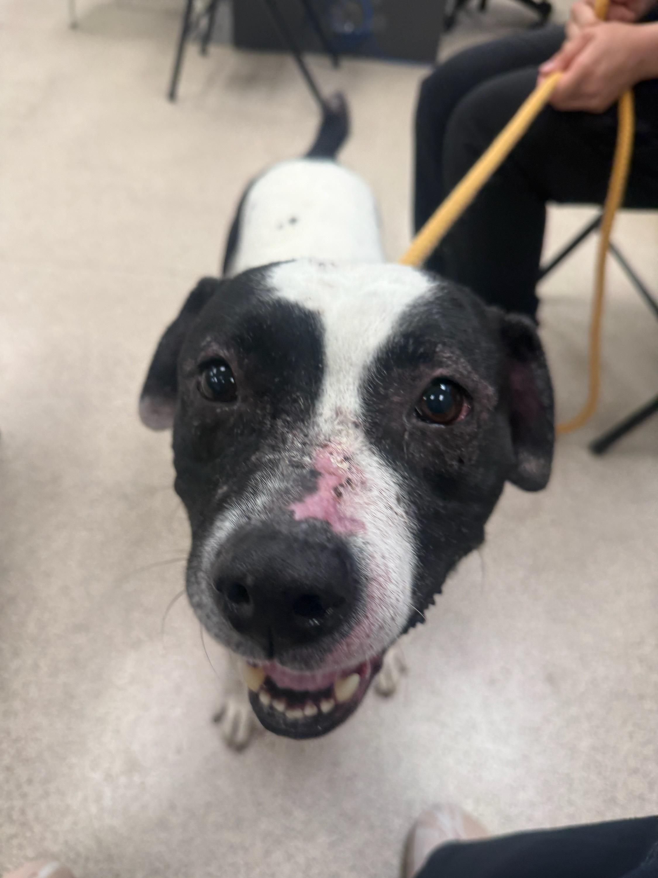 Enlarge Princess, a Adoptable mixed breed in Teterboro, NJ image 1/1