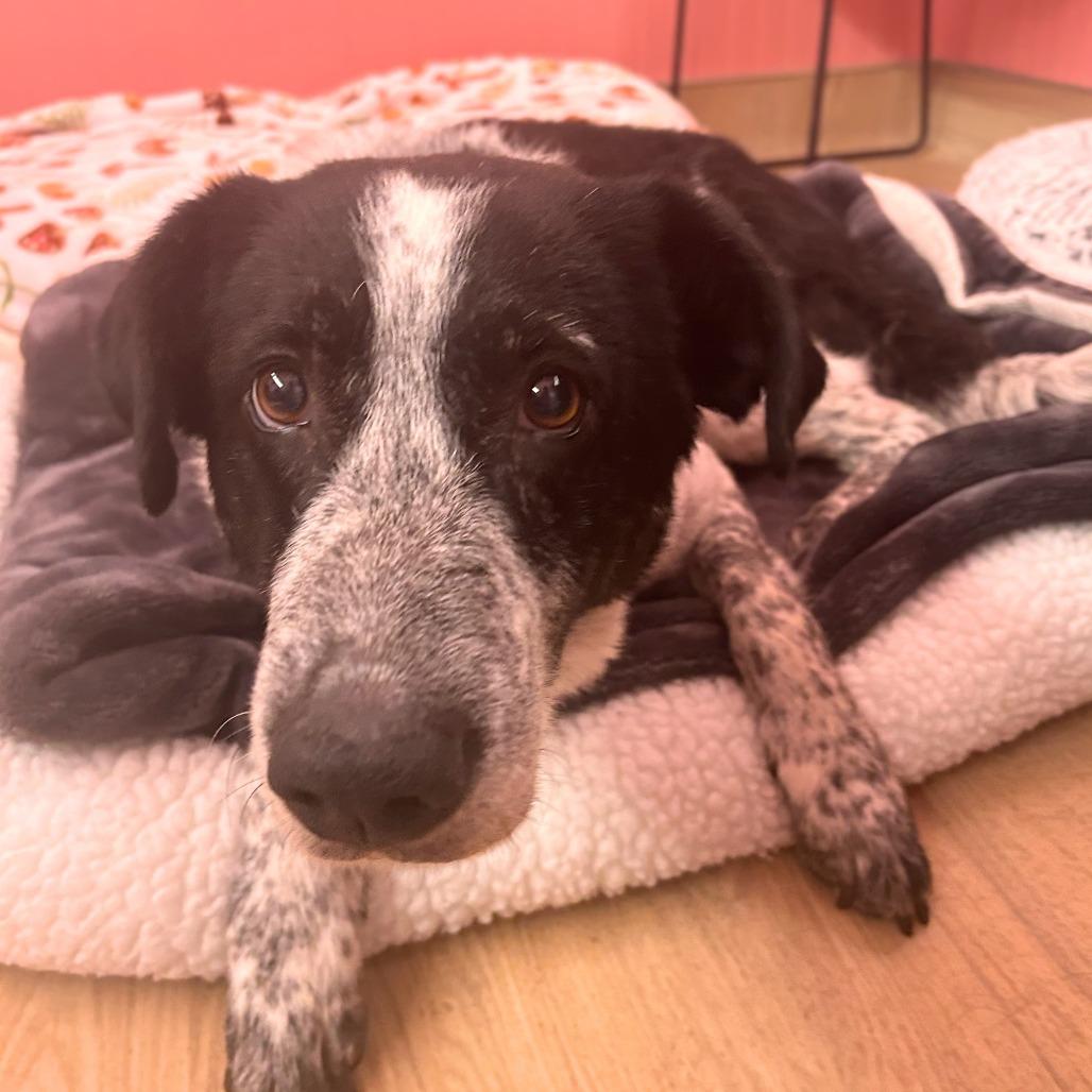 Confetti Sunset 14215, Adoptable, Senior Female Border Collie.