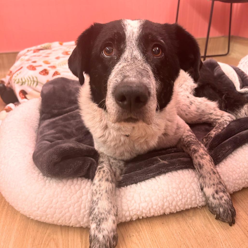 Confetti Sunset 14215, a Adoptable Border Collie in San Francisco, CA image 3/6