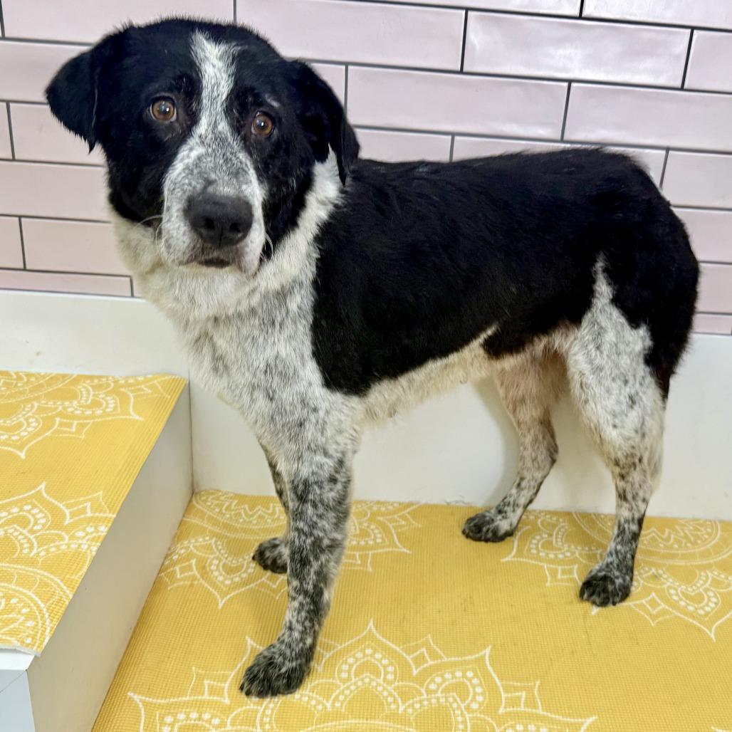 Confetti Sunset 14215, a Adoptable Border Collie in San Francisco, CA image 5/6