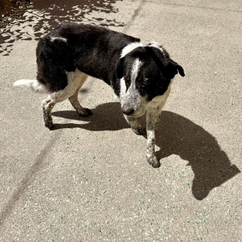 Confetti Sunset 14215, a Adoptable Border Collie in San Francisco, CA image 6/6