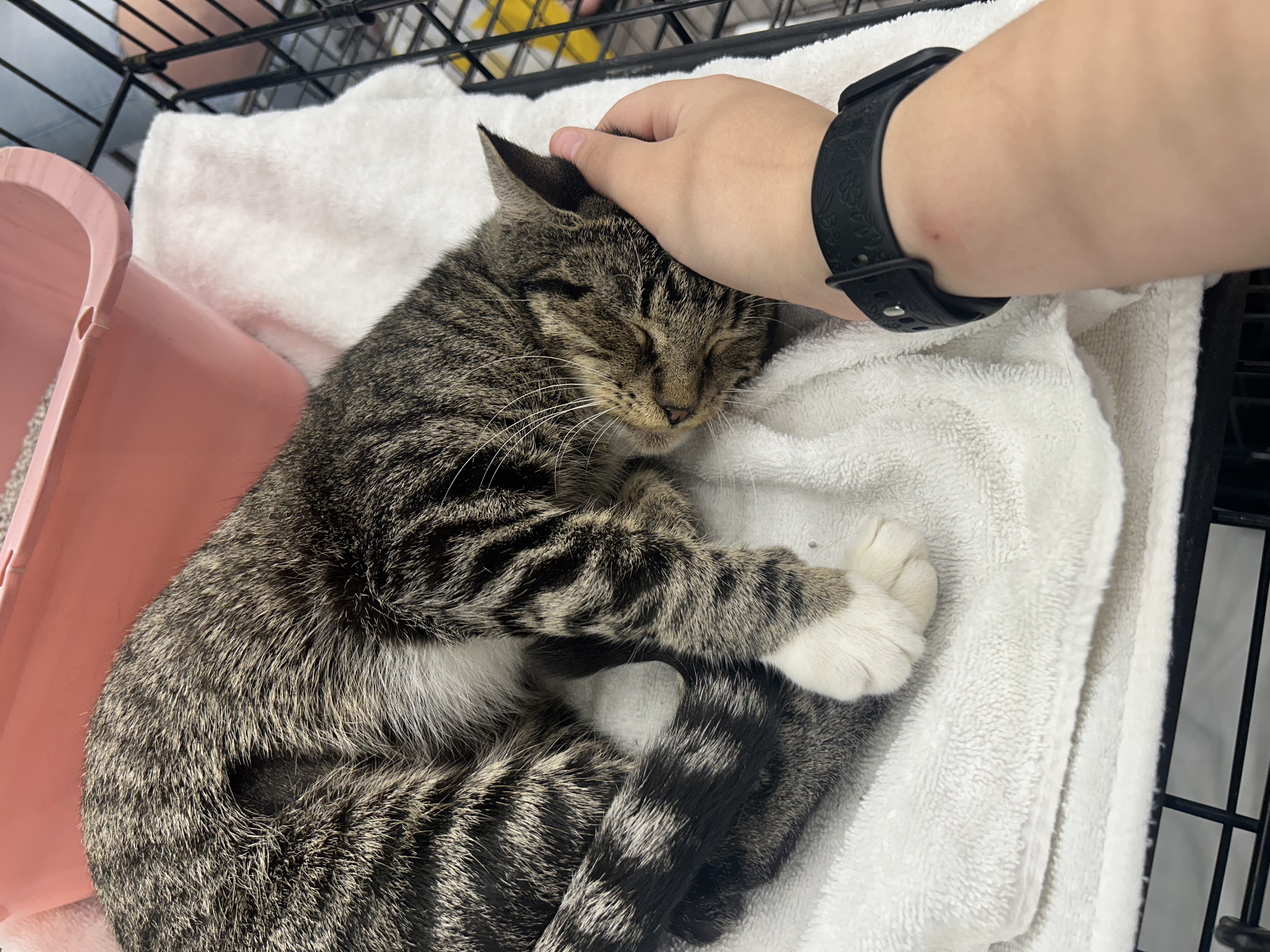 Charlie, Adoptable, Young Female Domestic Medium Hair.