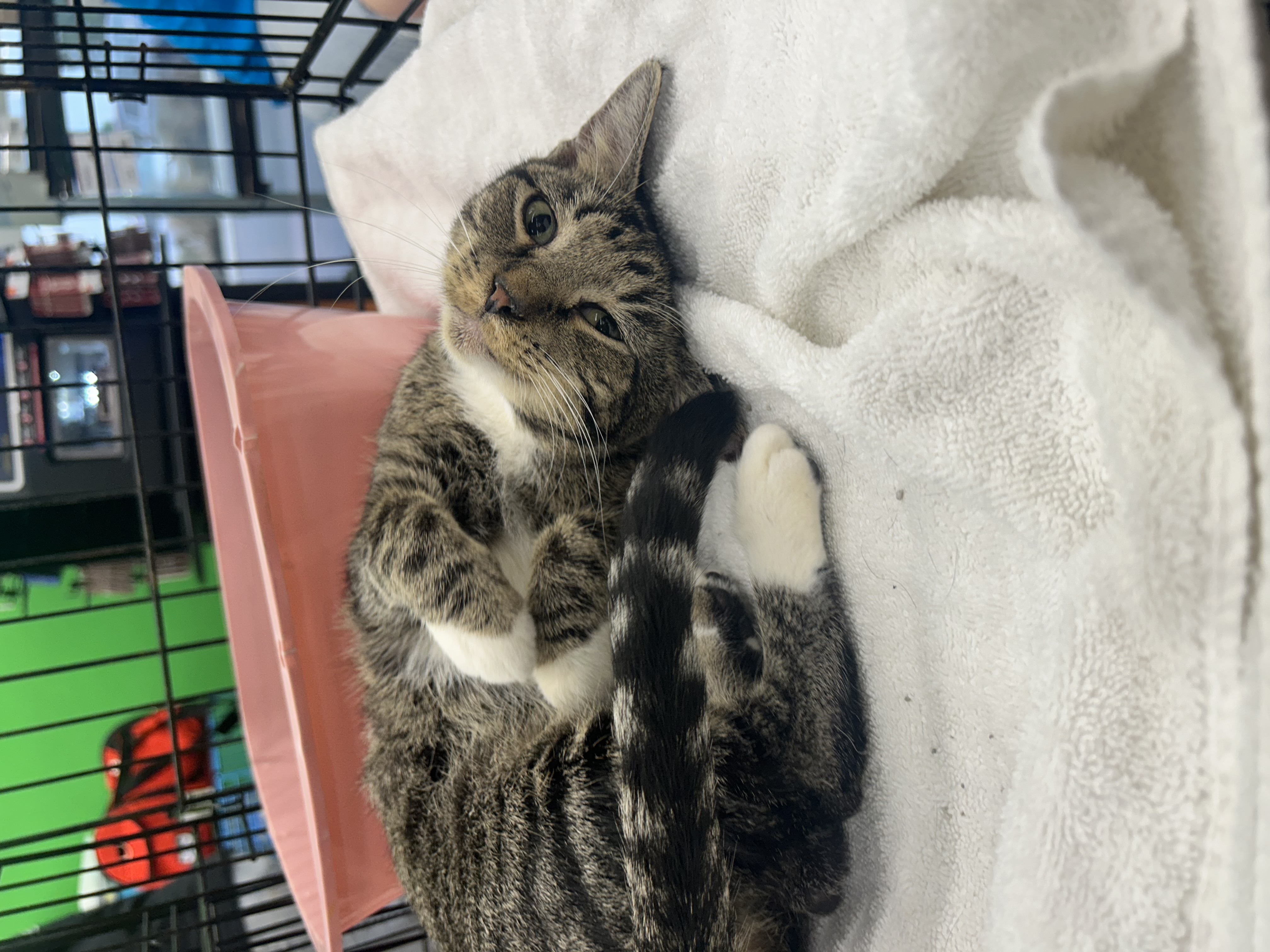 Charlie, a Adoptable mixed breed in Youngstown, FL image 2/6