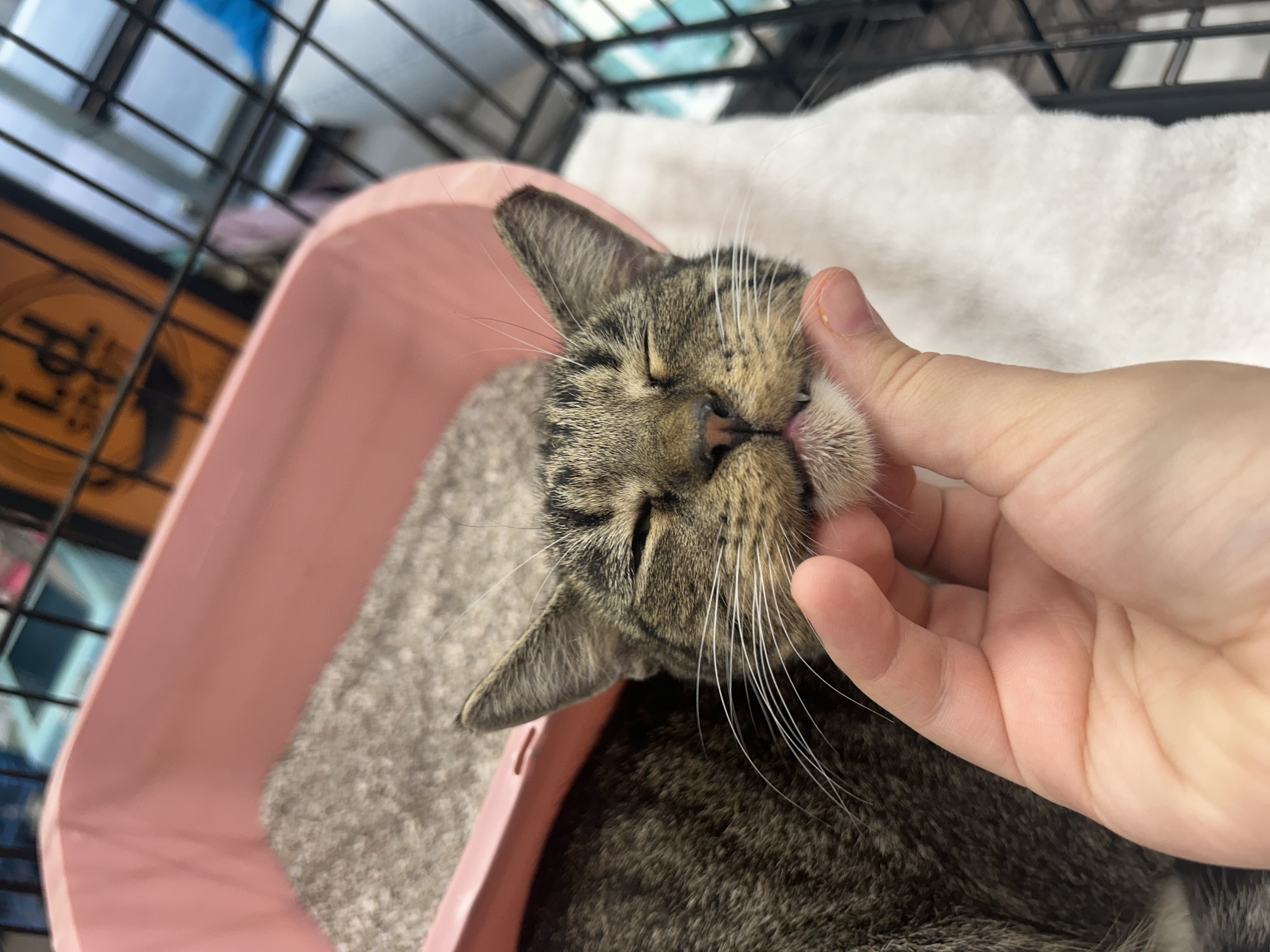 Charlie, Adoptable, Young Female Domestic Medium Hair.