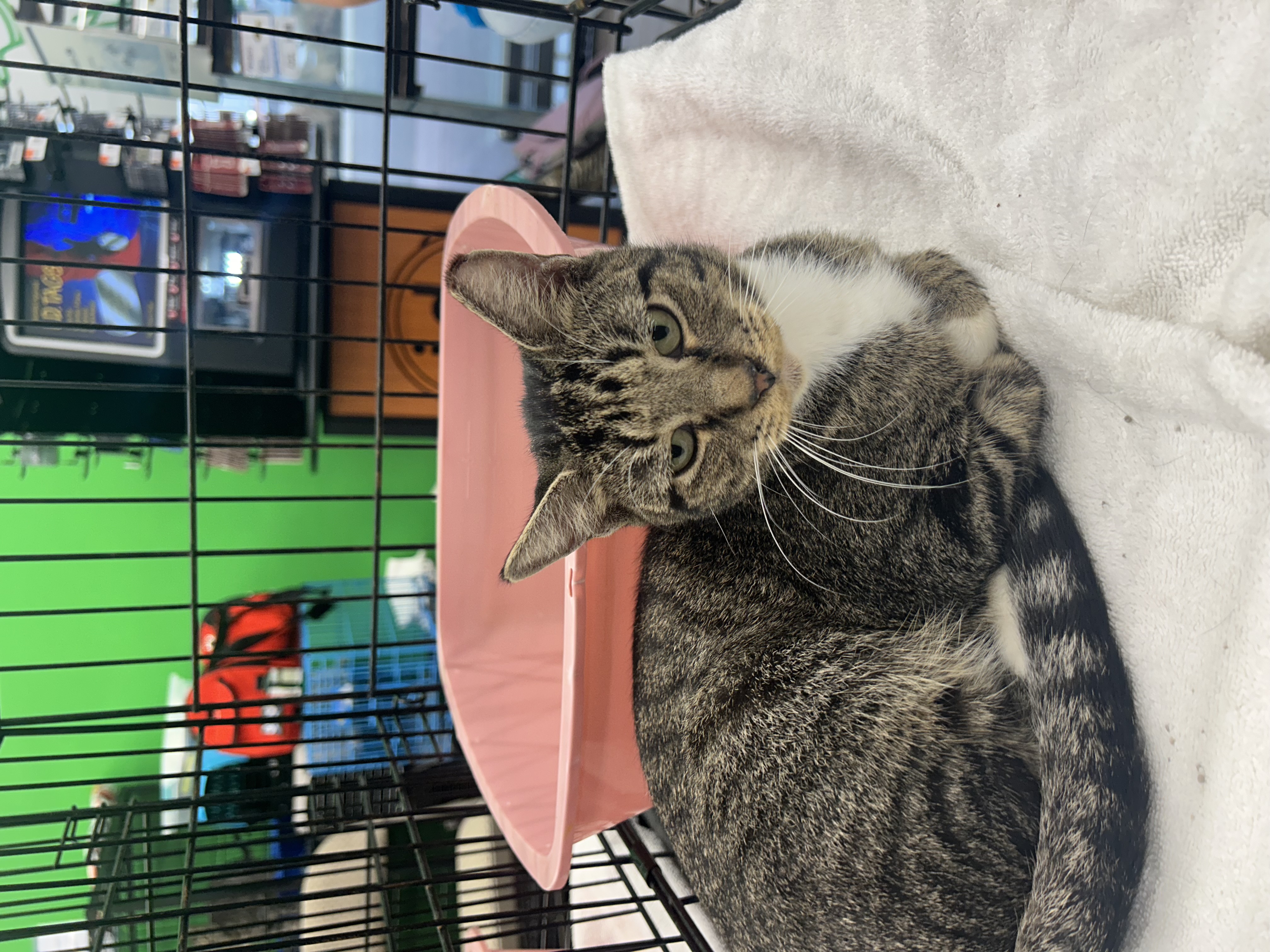 Charlie, a Adoptable mixed breed in Youngstown, FL image 4/6