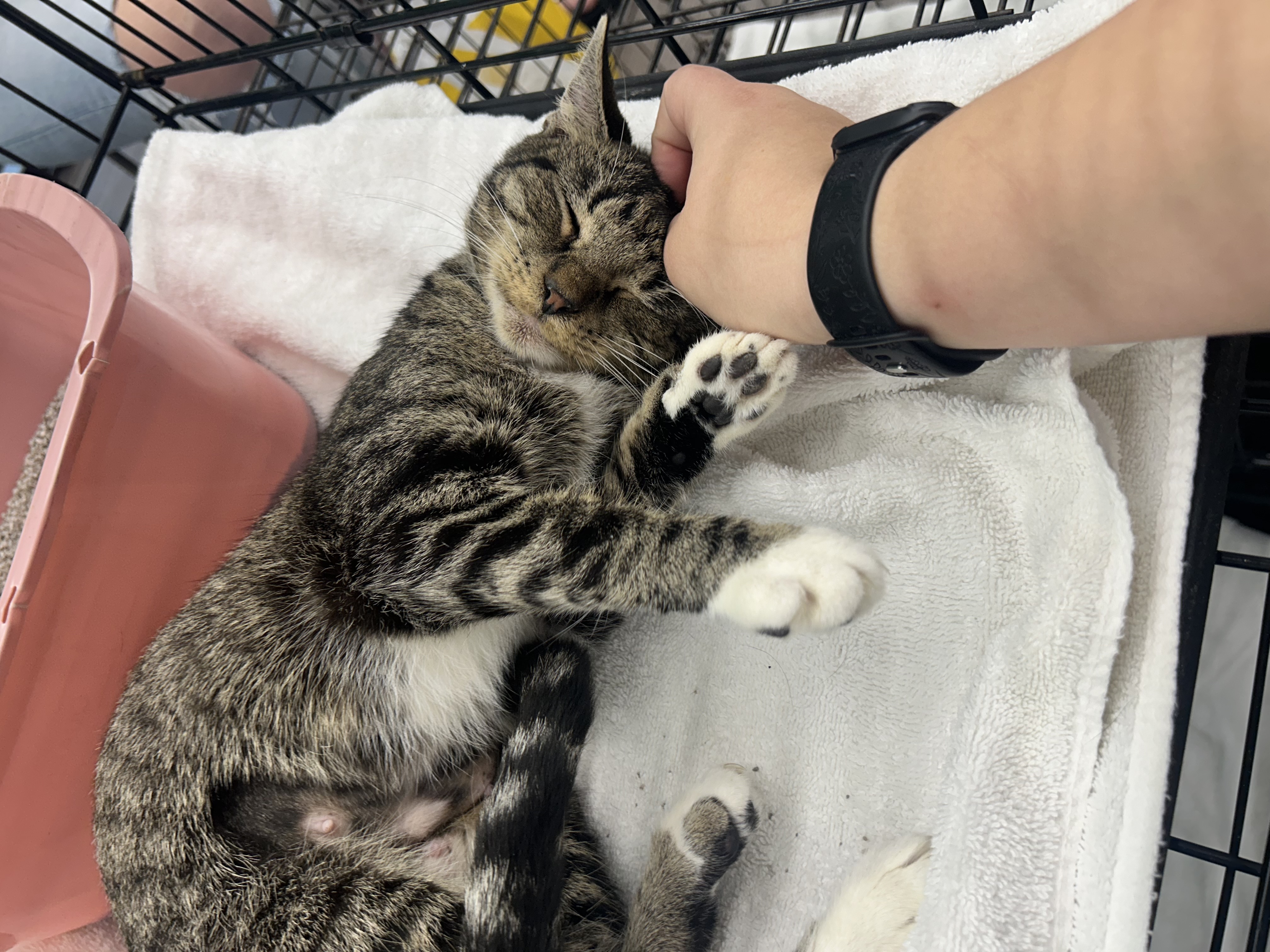 Charlie, a Adoptable mixed breed in Youngstown, FL image 5/6