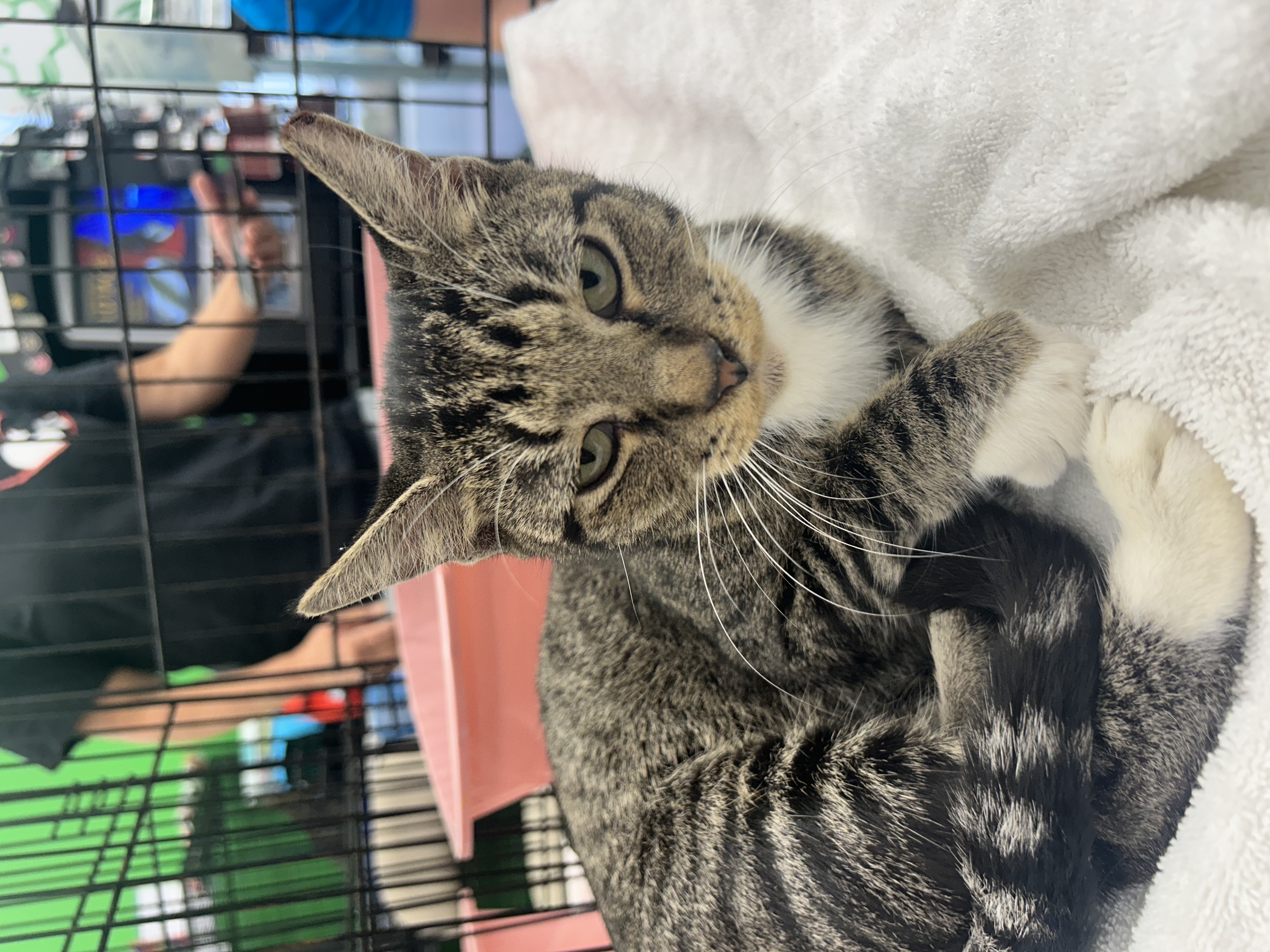 Charlie, a Adoptable mixed breed in Youngstown, FL image 6/6