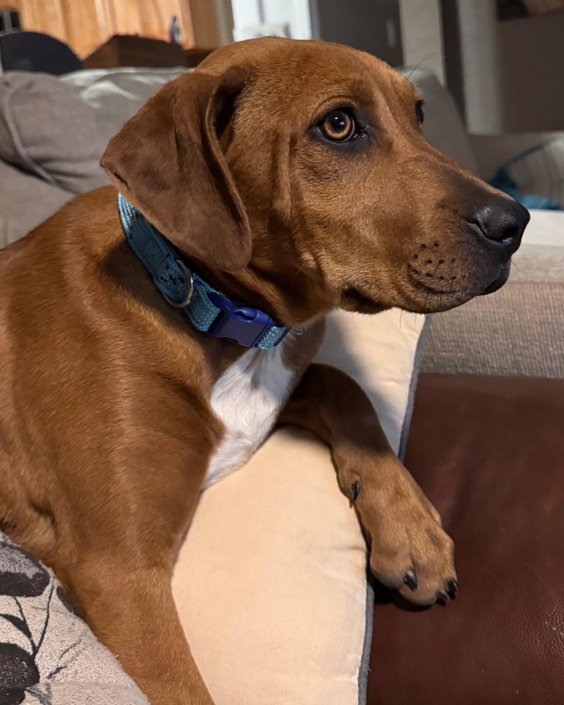 418-26 (Izzy), a ADOPTABLE mixed breed in Brighton, CO image 3/4