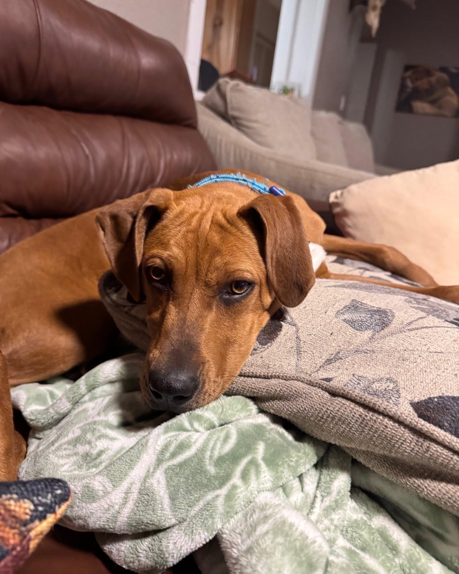 418-26 (Izzy), a ADOPTABLE mixed breed in Brighton, CO image 2/4