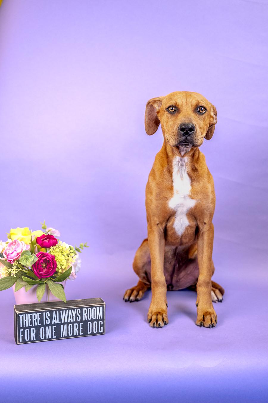 Enlarge 418-26, a ADOPTABLE mixed breed in Brighton, CO image 1/1