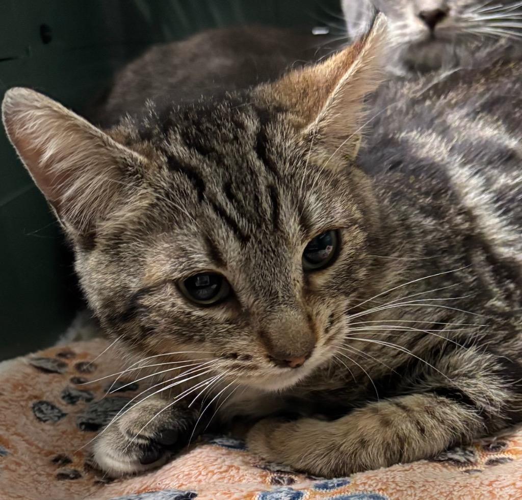 Blaize, Adoptable, Kitten Male Domestic Short Hair.