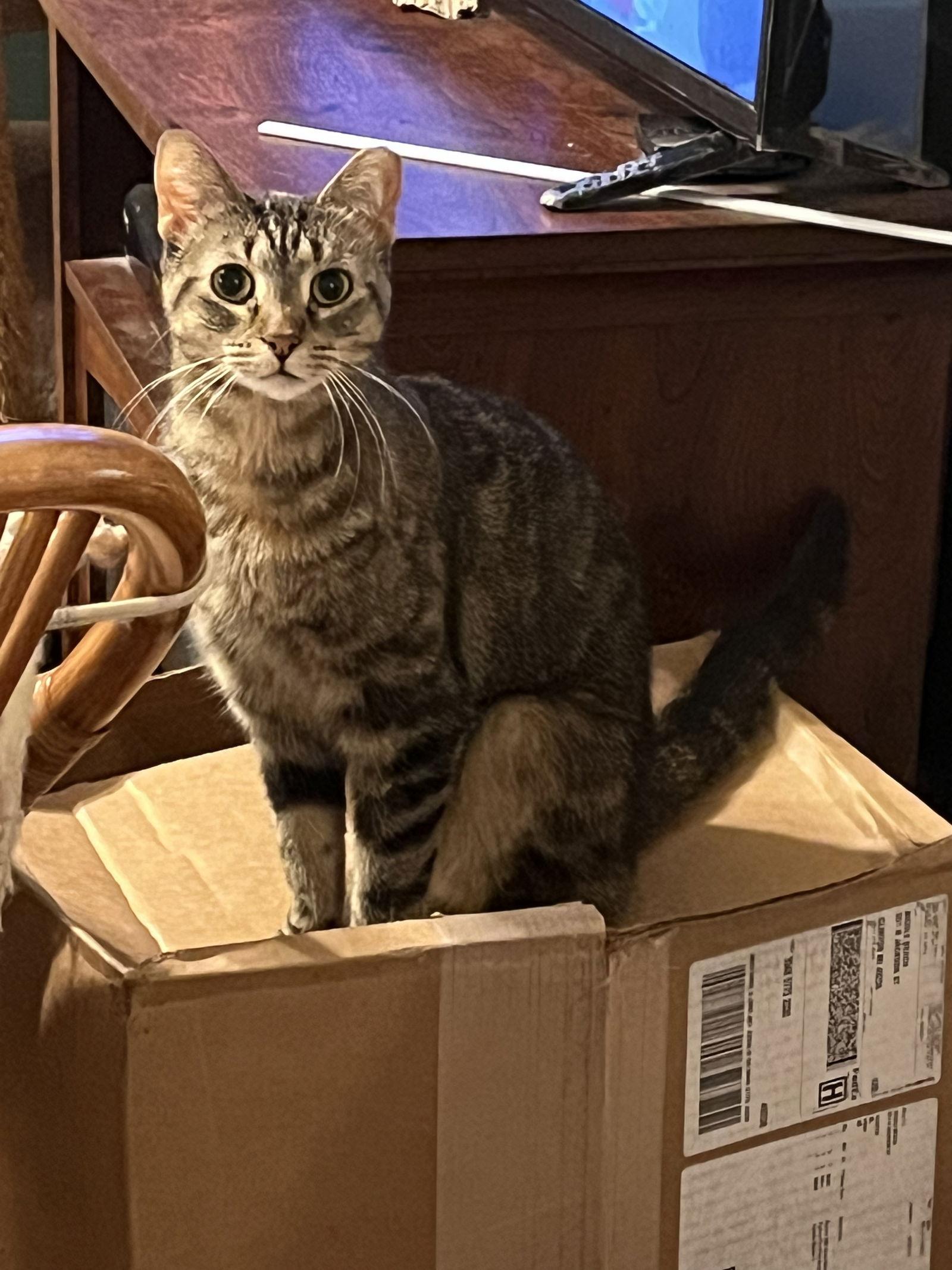 Asha, a Adoptable Tortoiseshell in Clinton, MI image 1/3