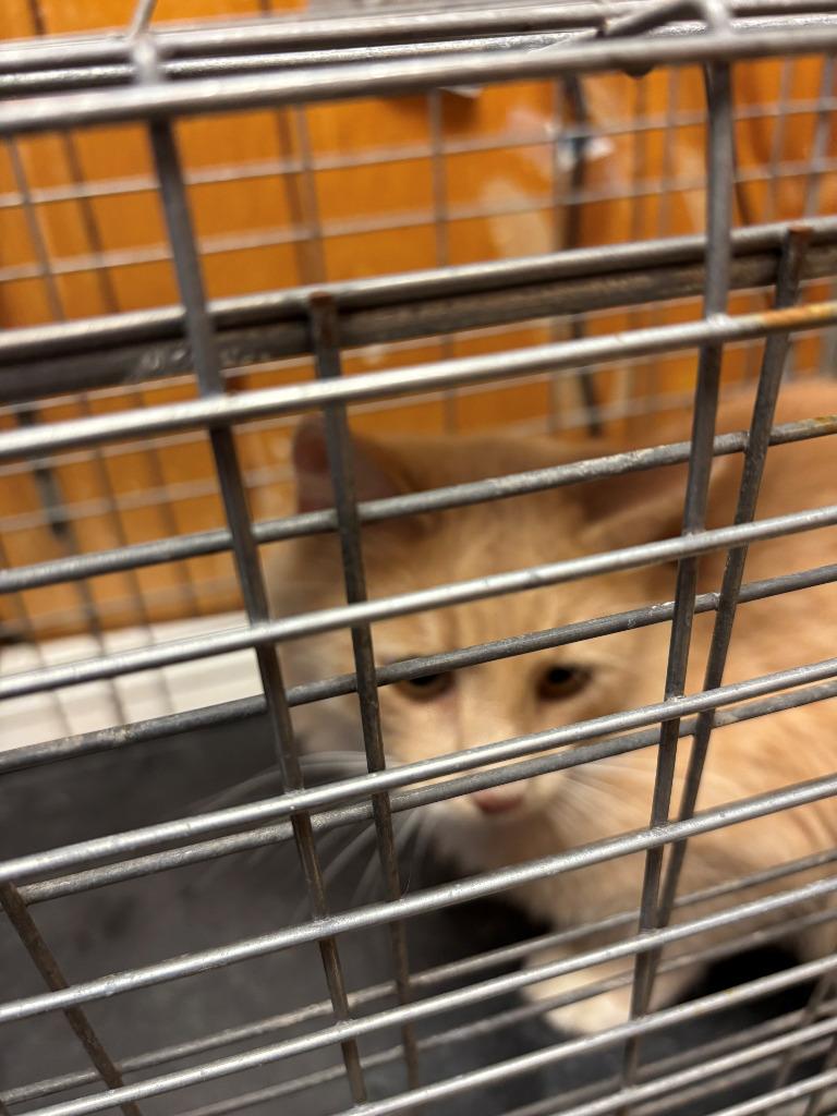 Falcon, Adoptable, Adult Female Domestic Medium Hair.