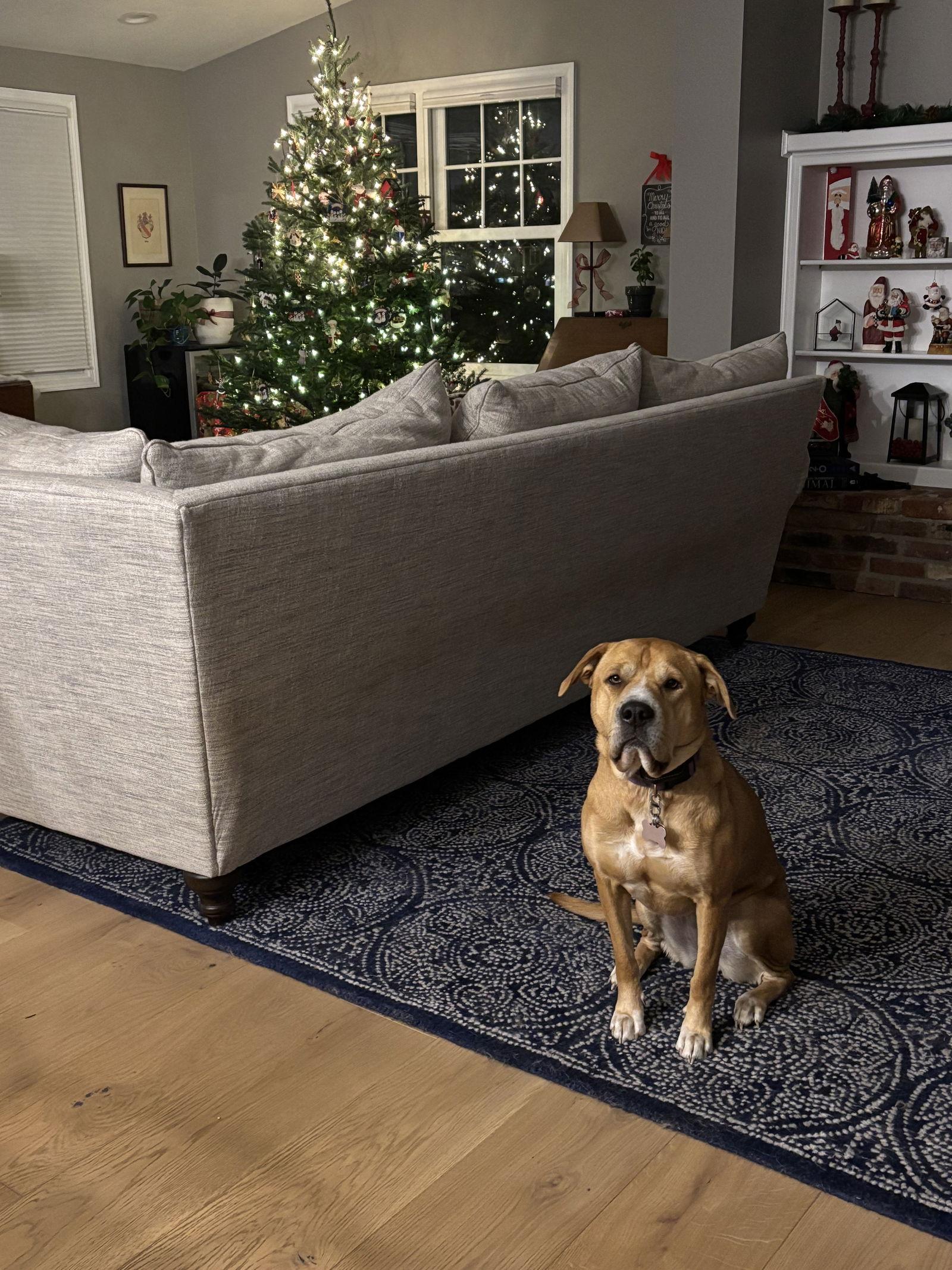 WINNIE, Adoptable, Adult Female Shar-Pei & Pit Bull Terrier.