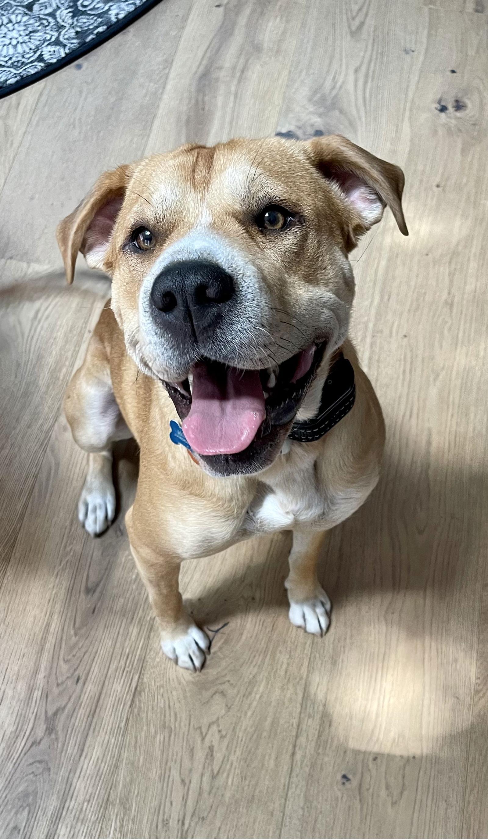 Enlarge WINNIE, a Adoptable mixed breed in Indianapolis, IN image 2/3