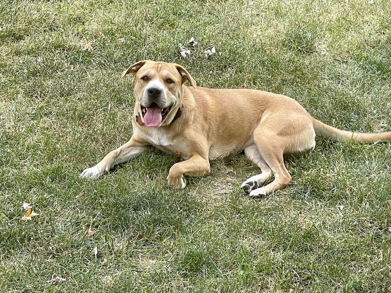 Enlarge WINNIE, a Adoptable mixed breed in Indianapolis, IN image 3/3