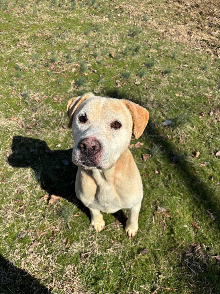 Buddy, Adoptable, Senior Male Labrador Retriever & Mixed Breed.