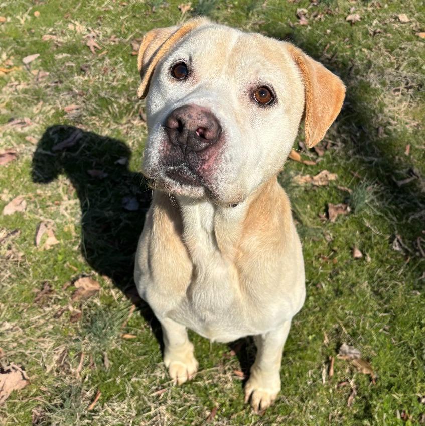 Buddy, a Adoptable mixed breed in Little Rock, AR image 2/3