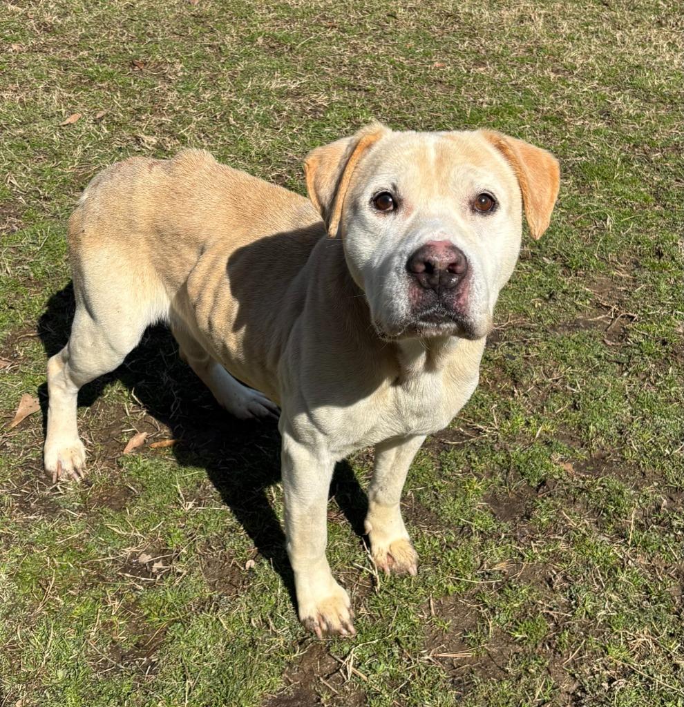 Buddy, a Adoptable mixed breed in Little Rock, AR image 3/3