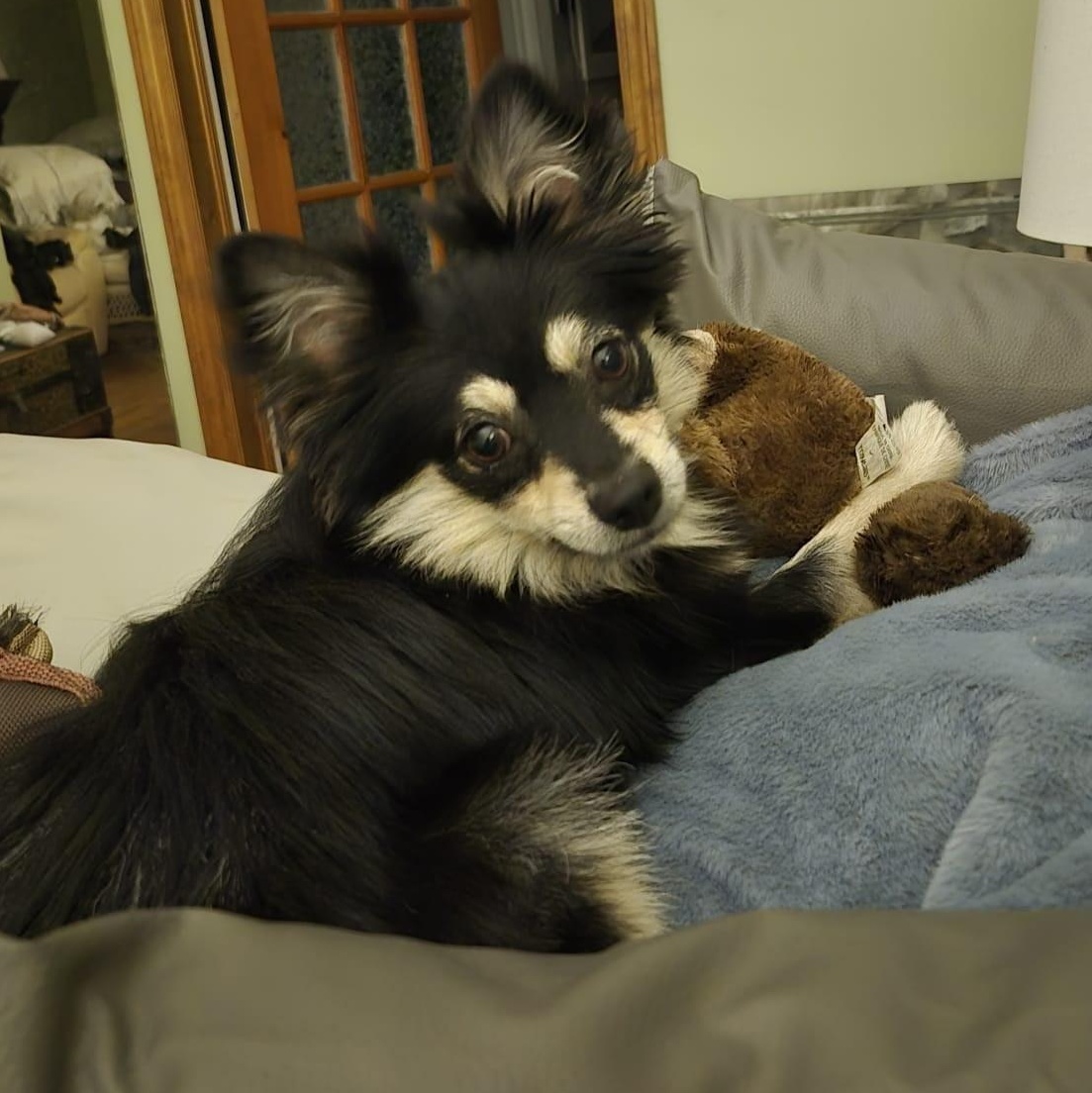 Noah, Adoptable, Adult Male Pomeranian & Chihuahua.