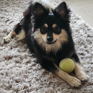 Enlarge Noah, a Adoptable mixed breed in Scarborough, ON image 2/5