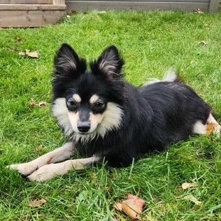Enlarge Noah, a Adoptable mixed breed in Scarborough, ON image 3/5