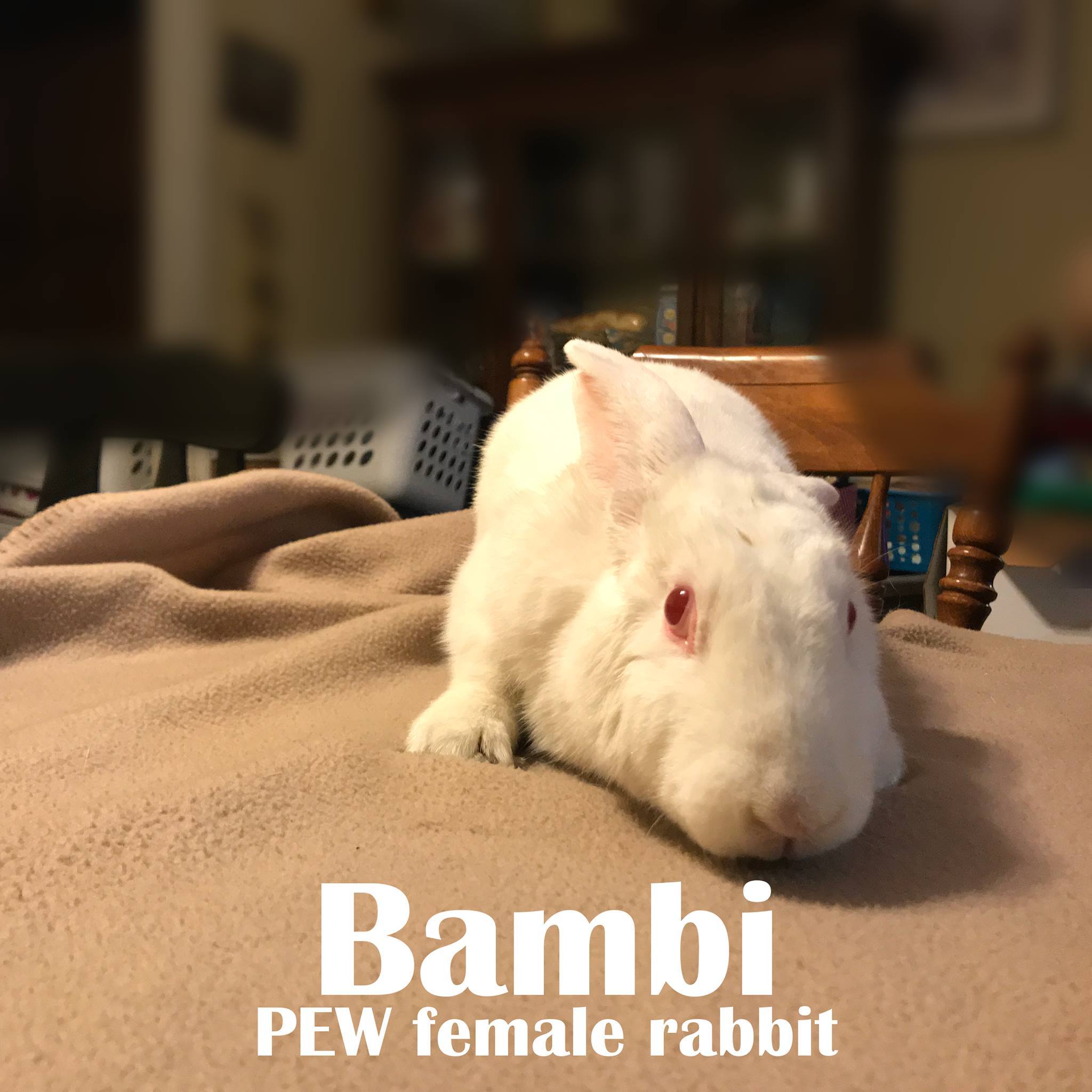 Enlarge Bambi, a Adoptable American in Walker, LA image 1/1