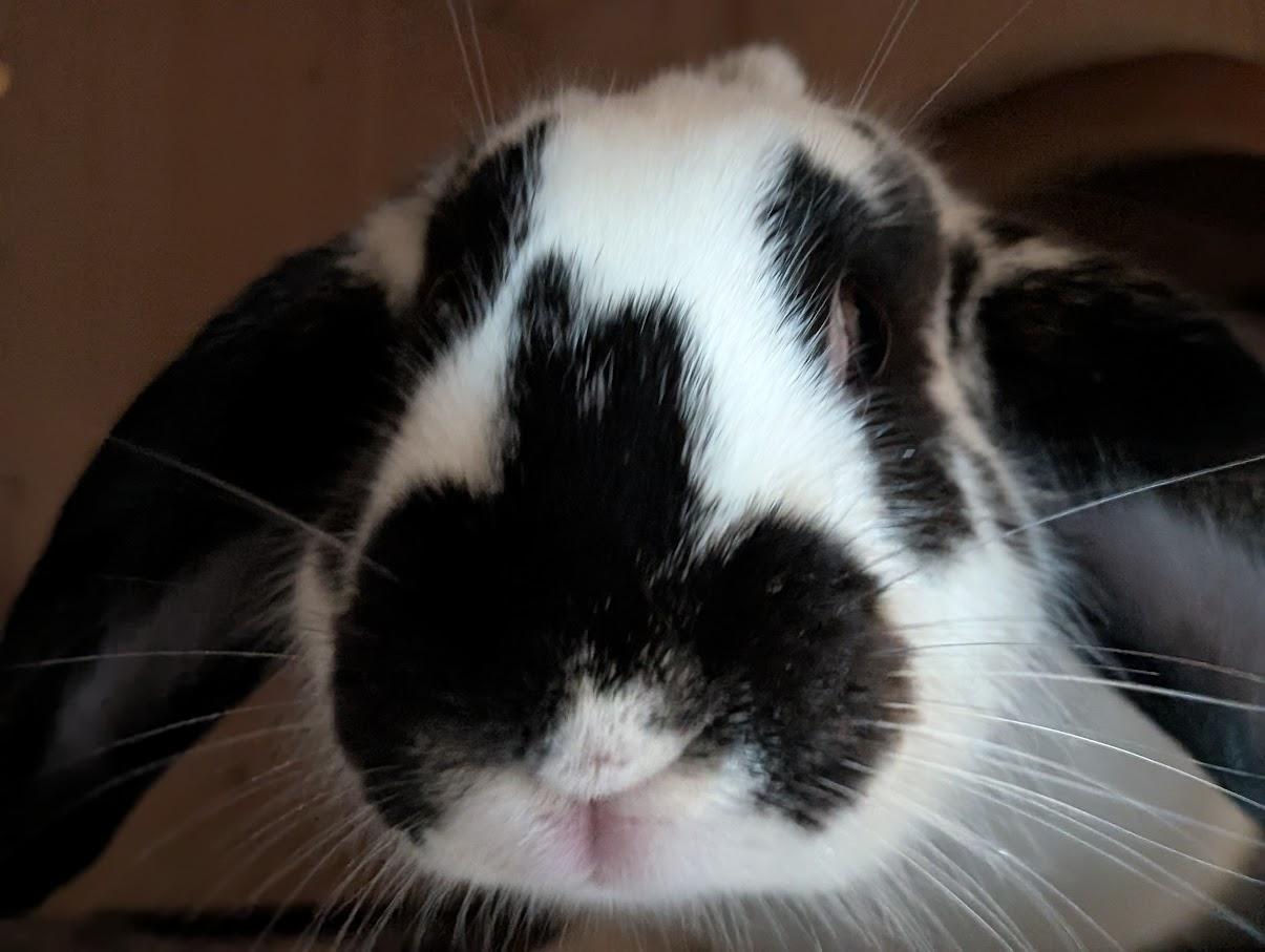 Enlarge Suki, a Adoptable Mini Lop in Carnation, WA image 1/5