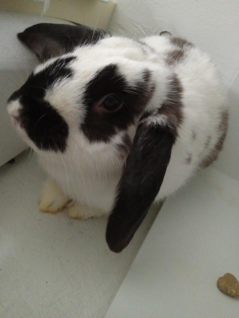 Suki, Adoptable, Adult Female Mini Lop.