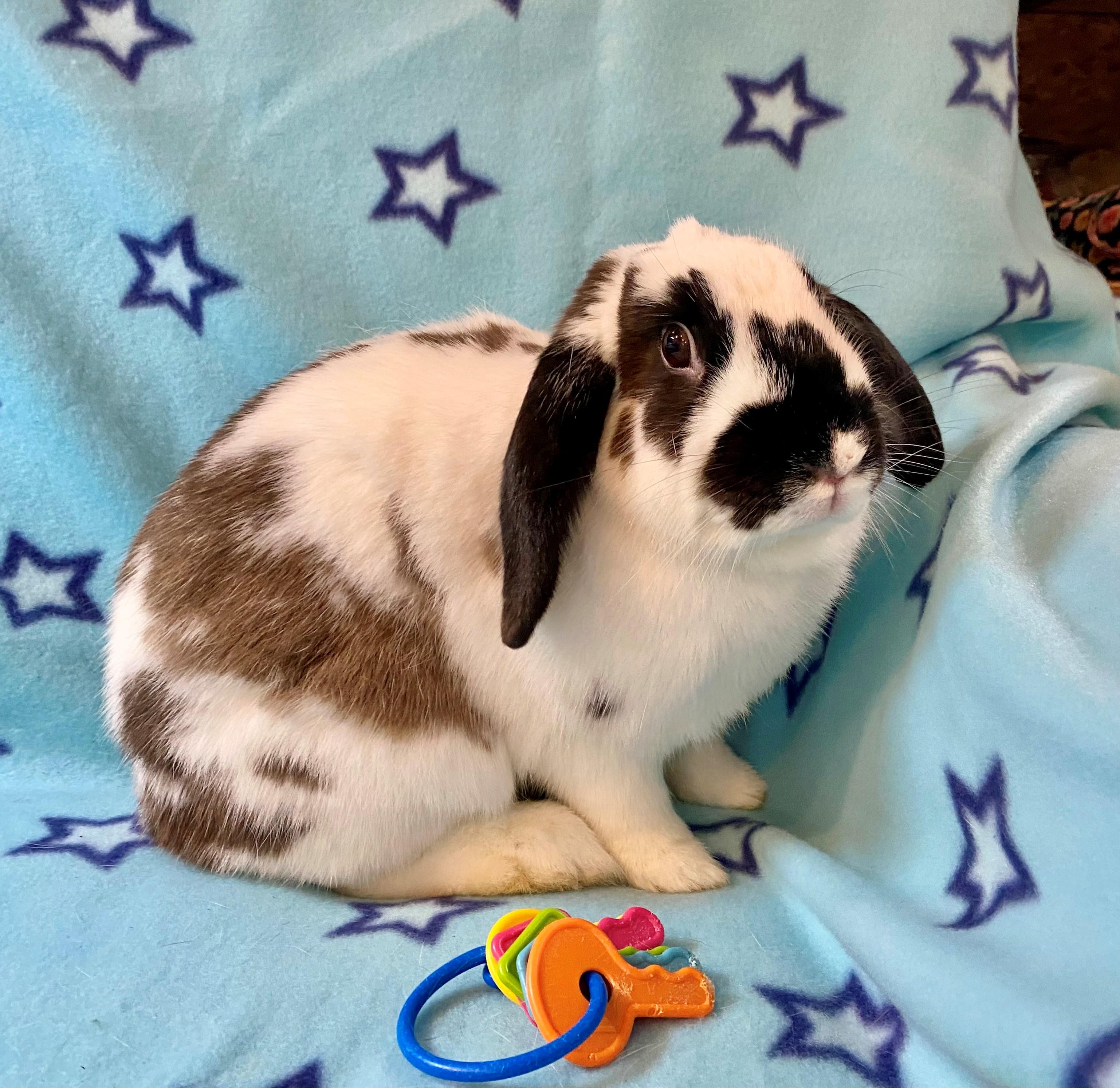 Suki, Adoptable, Adult Female Mini Lop.