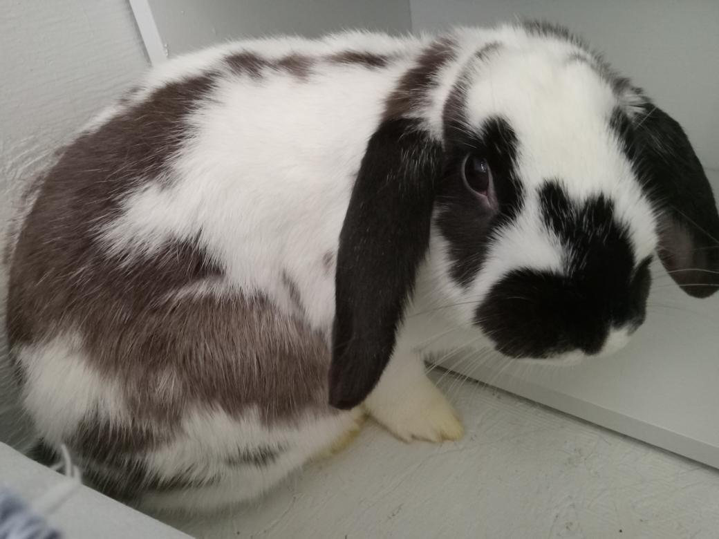 Enlarge Suki, a Adoptable Mini Lop in Carnation, WA image 1/5