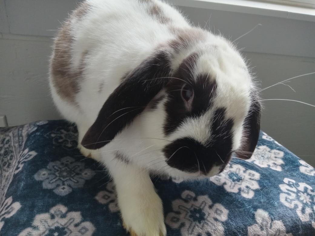 Enlarge Suki, a Adoptable Mini Lop in Carnation, WA image 5/5