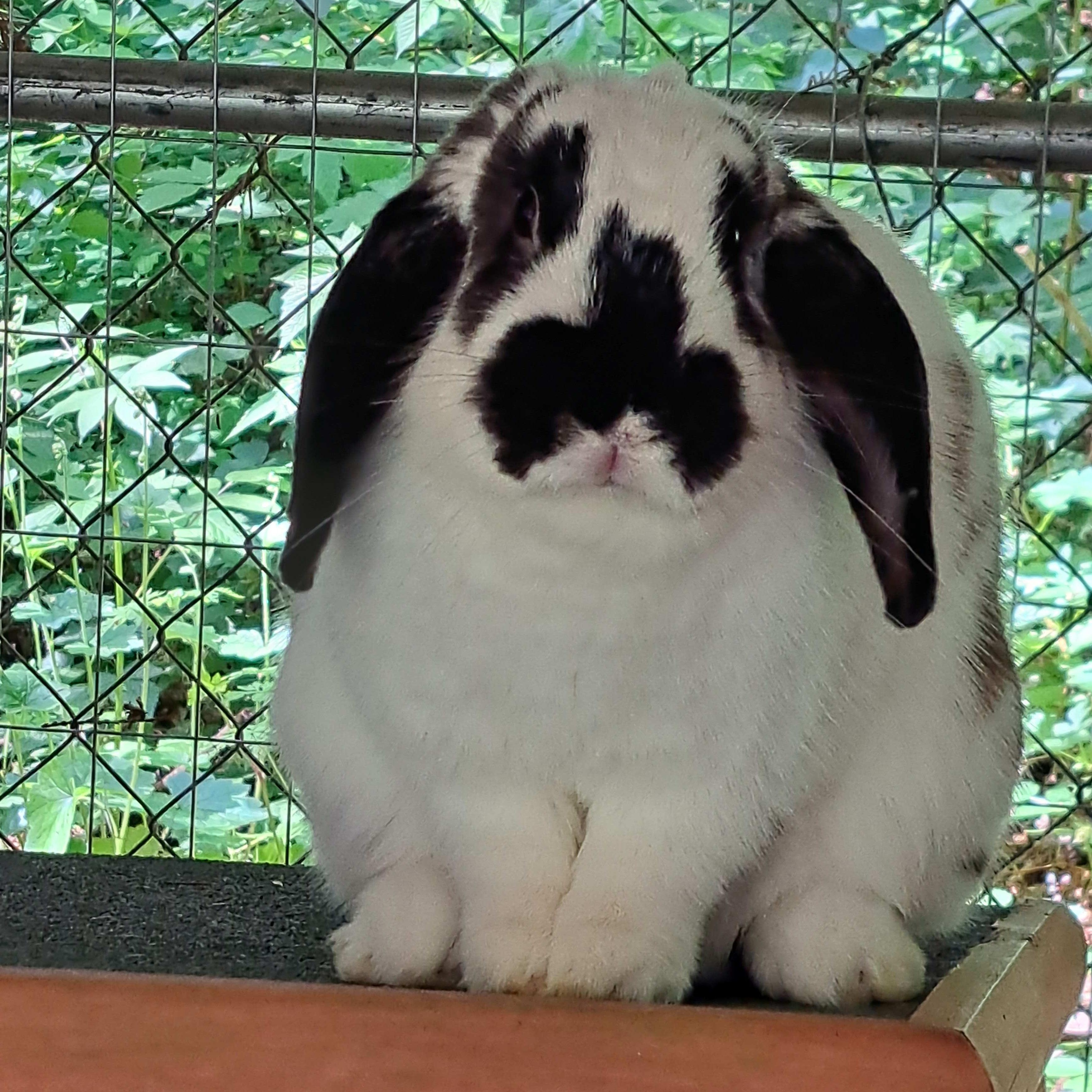 Enlarge Suki, a Adoptable Mini Lop in Carnation, WA image 2/5