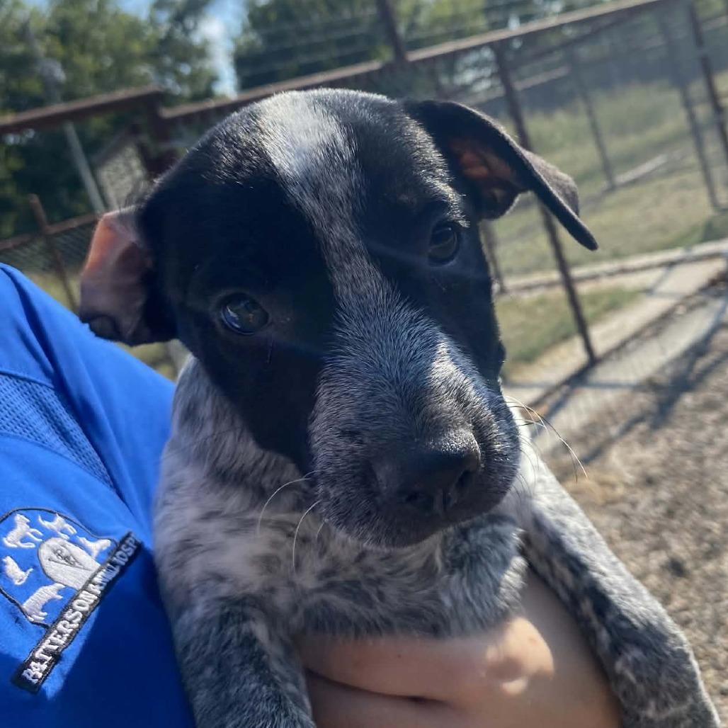 Peppy, Adoptable, Puppy Female Australian Cattle Dog / Blue Heeler & Mixed Breed.