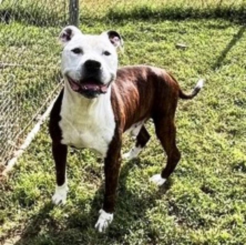 Benny*CrossPost*, a Adopted mixed breed in Fairfax, VA image 1/3