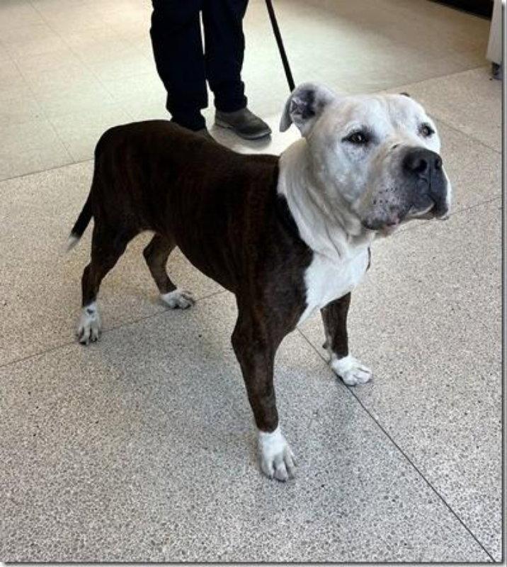Benny*CrossPost*, a Adopted mixed breed in Fairfax, VA image 2/3