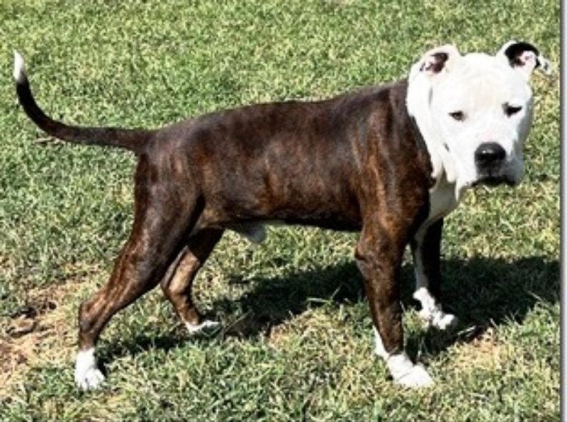 Benny*CrossPost*, a Adopted mixed breed in Fairfax, VA image 3/3