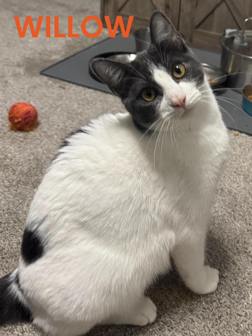 Enlarge Willow, a ADOPTABLE Domestic Short Hair in Rochester, WA image 4/4