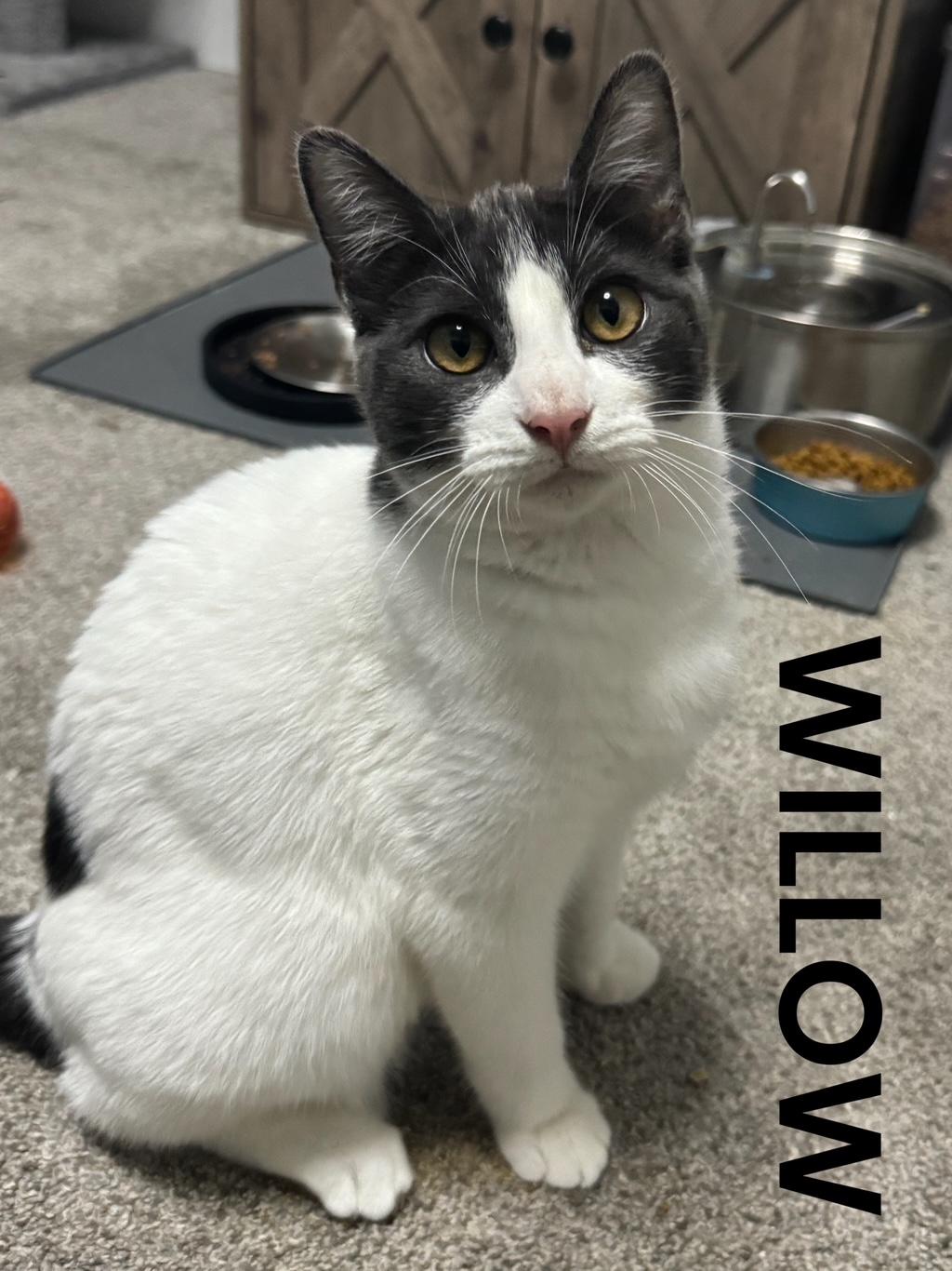 Enlarge Willow, a ADOPTABLE Domestic Short Hair in Rochester, WA image 1/4