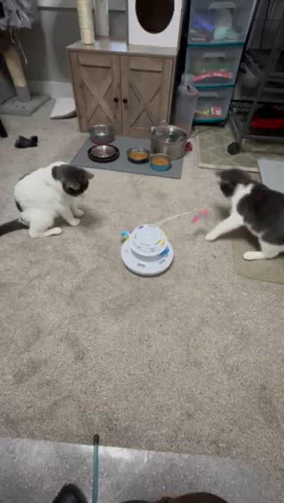 Enlarge Willow, a ADOPTABLE Domestic Short Hair in Rochester, WA video 3/4