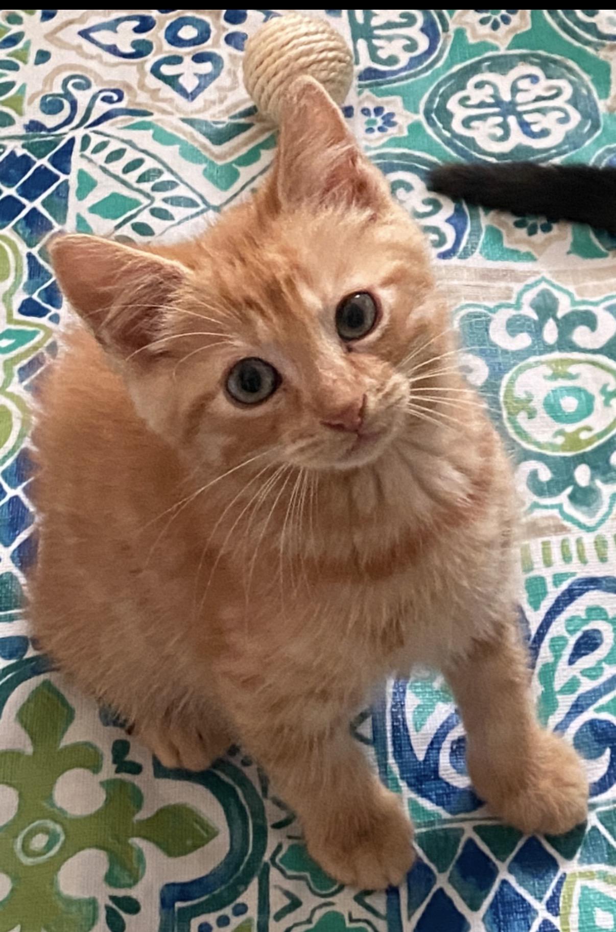 Sunny, adopted, Kitten Male Domestic Short Hair.