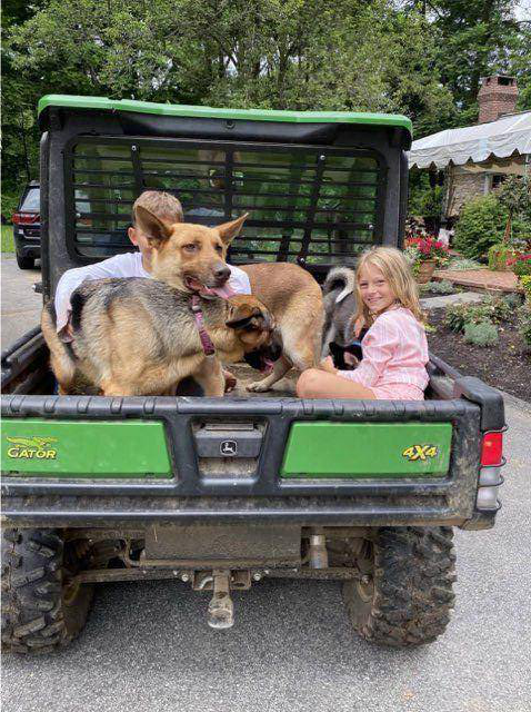 Enlarge Joker and Harley, a Adoptable German Shepherd Dog in Millburn, NJ image 4/5