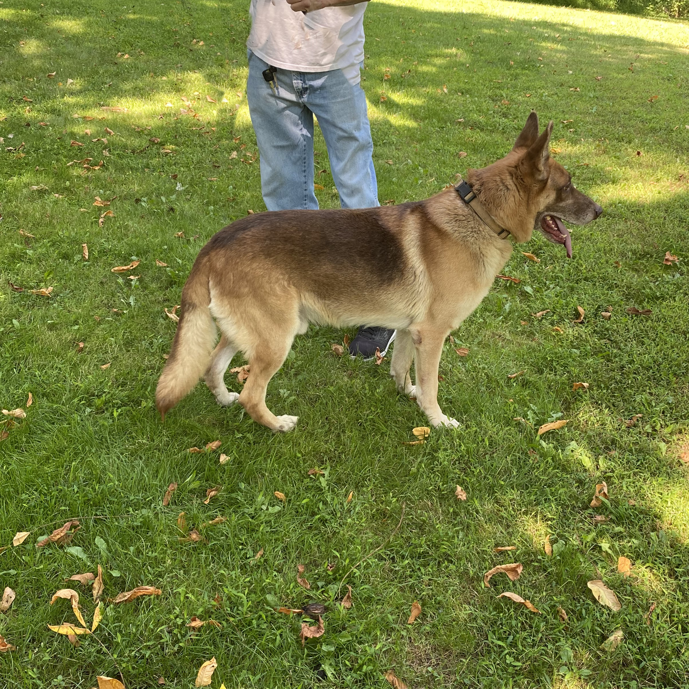 Enlarge Joker and Harley, a Adoptable German Shepherd Dog in Millburn, NJ image 3/5