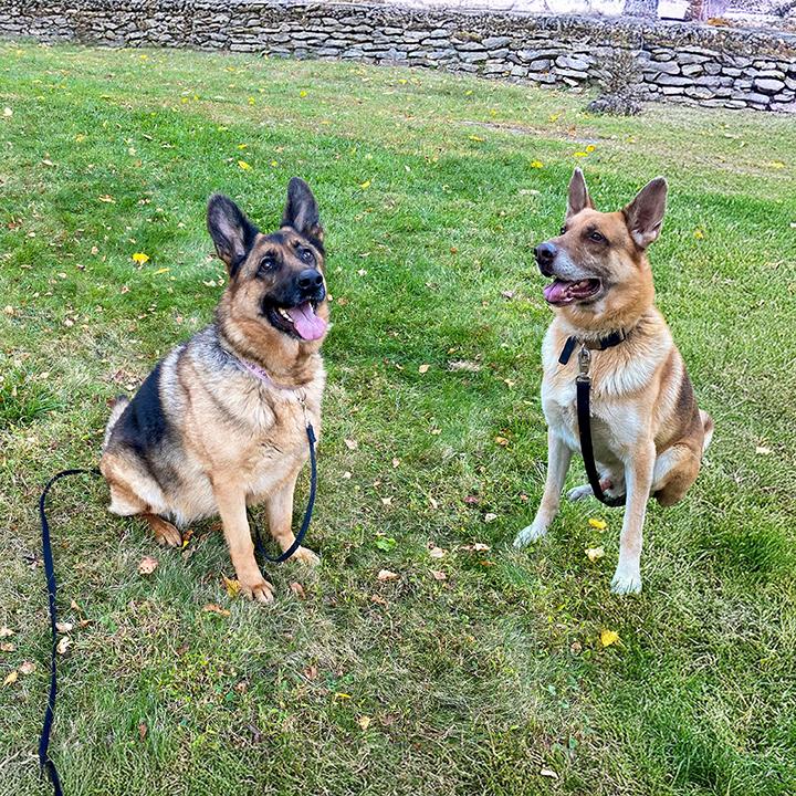 Joker and Harley, Adoptable, Adult Female German Shepherd Dog.